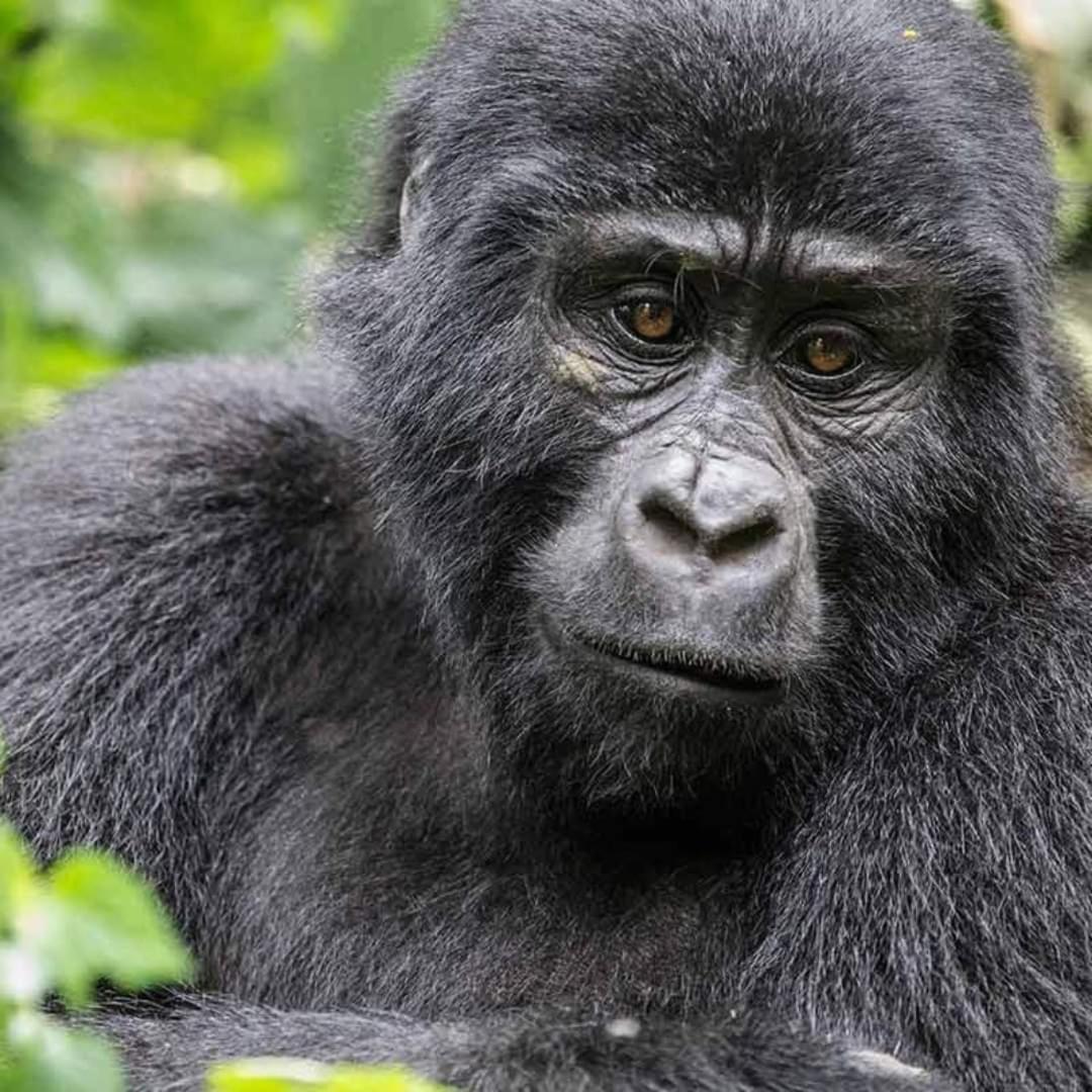 Gorilla Safari Lodge Rubuguli Ngoại thất bức ảnh