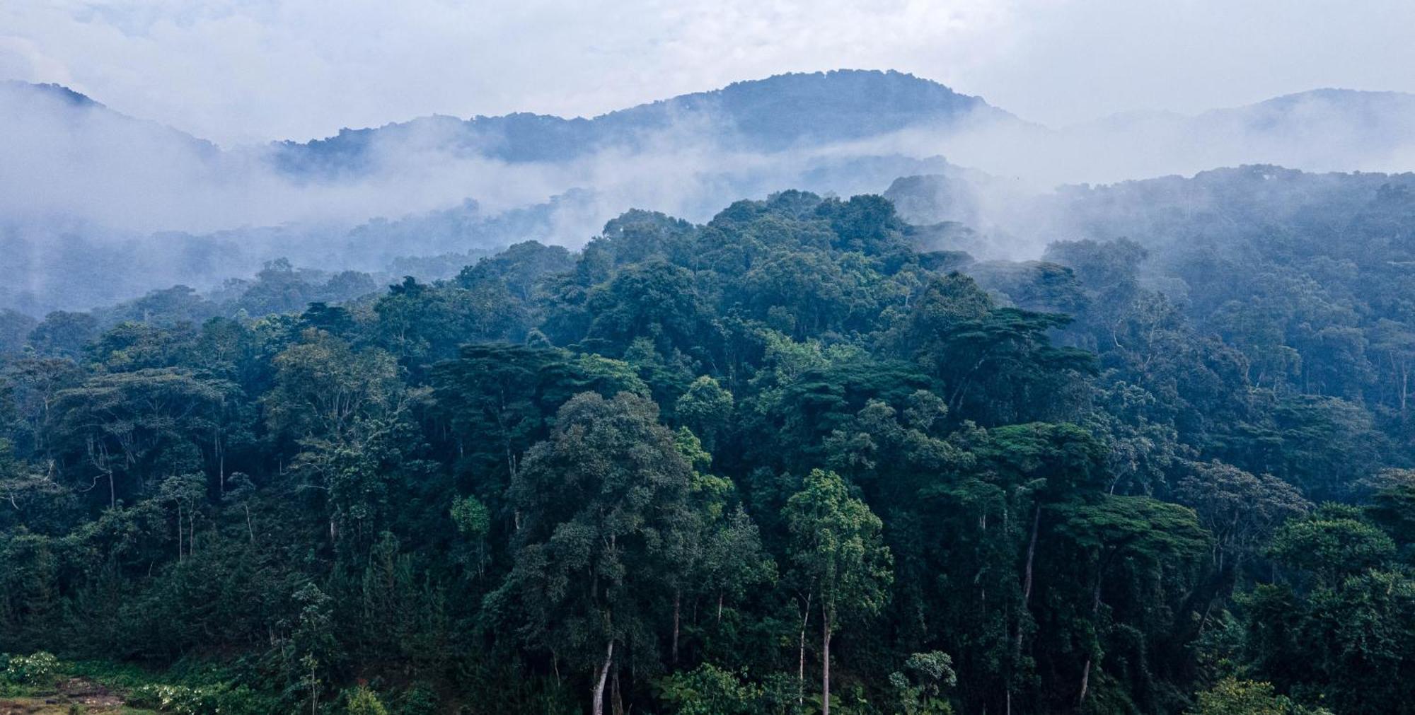 Gorilla Safari Lodge Rubuguli Ngoại thất bức ảnh